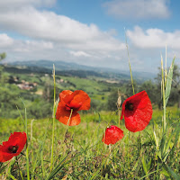 Papaveri al sole di 