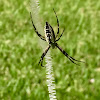 Black and Yellow Argiope