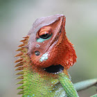 Common Green Forest Lizard