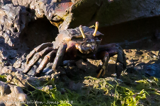 West African Fiddler Crab