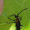 Flower Longhorn