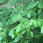 Red osier dogwood