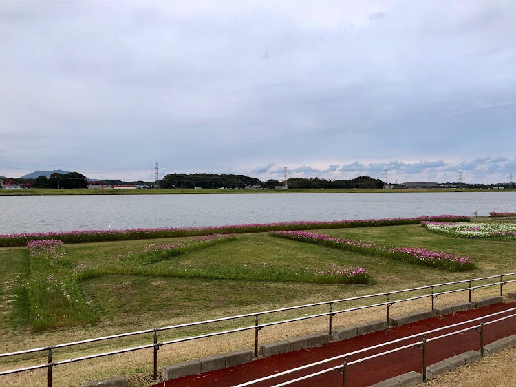アルトワークスの福岡・コスモス畑🌸・天気が良ければ😑・一眼📸がほしいなぁ🤥・花の髪飾り🌸に関するカスタム事例の投稿画像5枚目