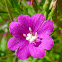 Hairy Willow-Herb