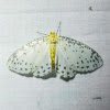 Magpie Moth