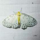 Magpie Moth