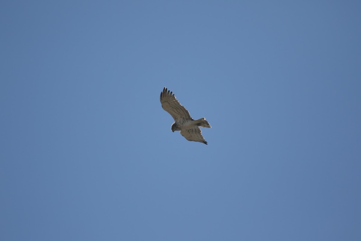 Short toed snake eagle?