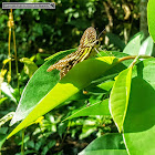 Tailed jay (female) on host plant leaf