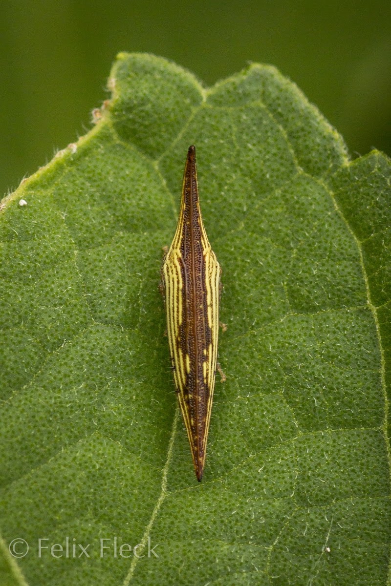 Polyglypta Treehopper