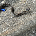 Ring-necked Snake