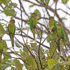 Brown-throated parakeet