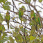 Brown-throated parakeet