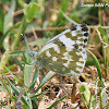 Eastern Bath White