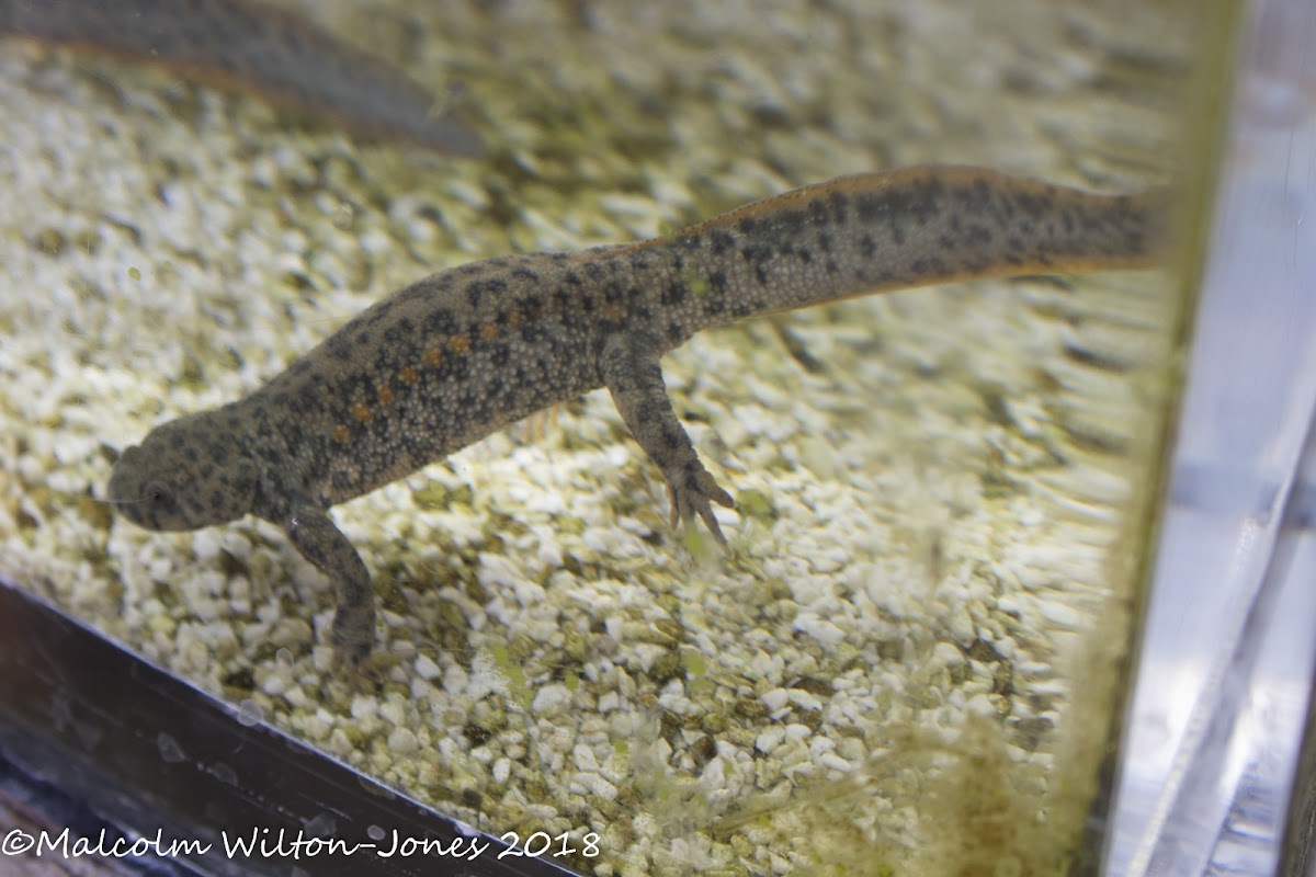 Sharp-ribbed Salamander