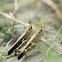 Grasshopper