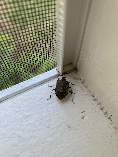 Stink bug