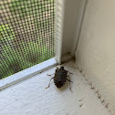 Stink bug