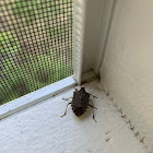 Stink bug