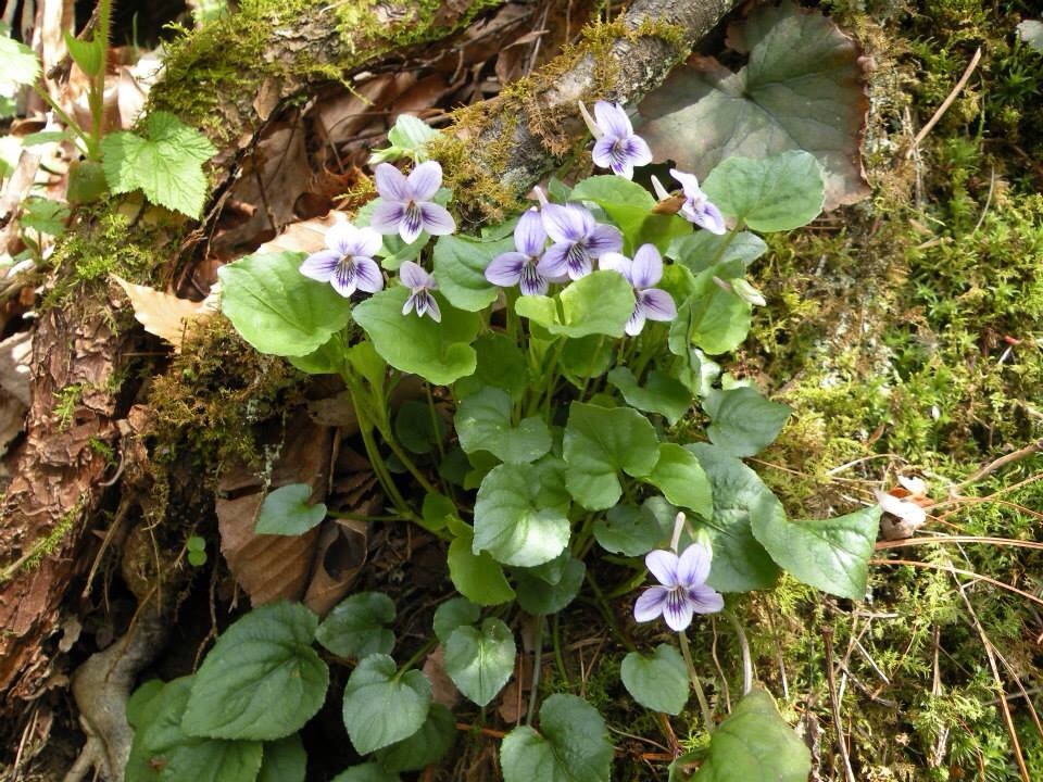 Long-Spurred Violet