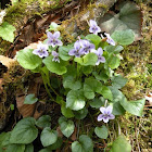 Long-Spurred Violet