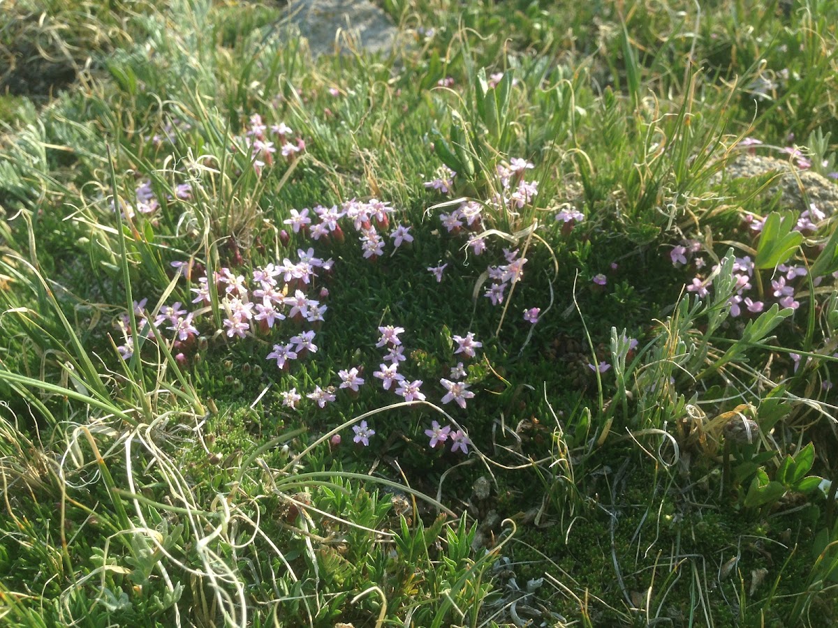 Moss Campion