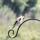 Goldfinch