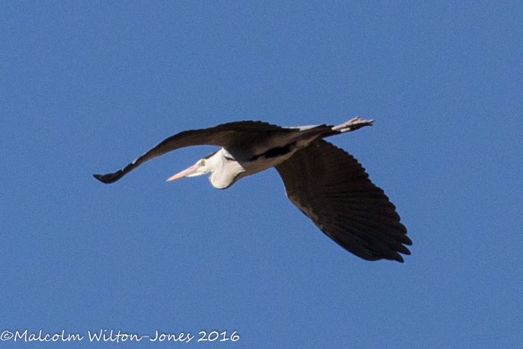 Grey Heron; Garza Real