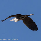 Grey Heron; Garza Real