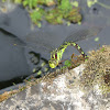 Southern Hawker