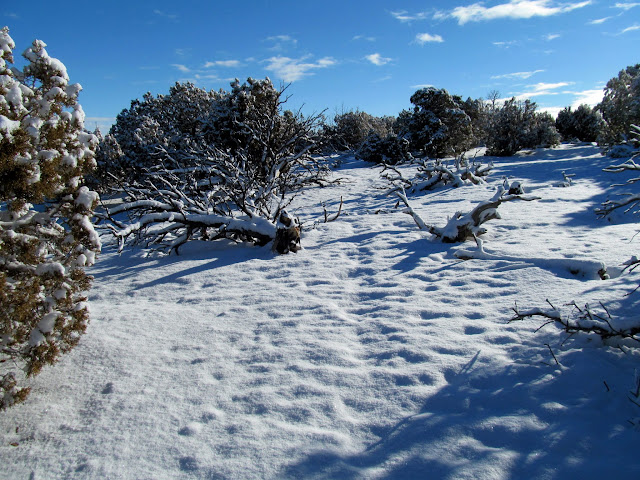 Following a cow trail visible under the snow