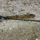 Blue-ringed Dancer Damselfly