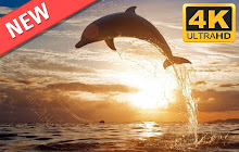 Dolphins HD Wallpapers Animals New Tab Theme small promo image