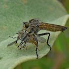 Horsefly