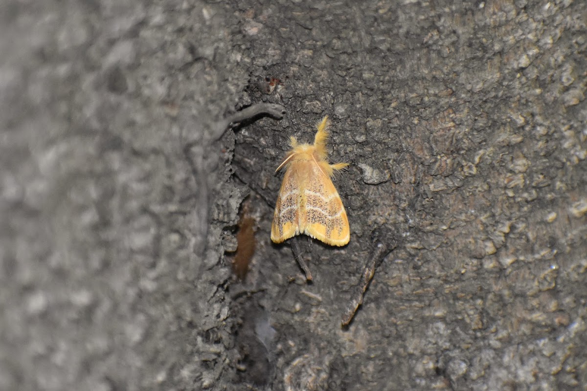 Tussock Moth