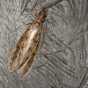 Dobsonfly