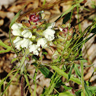 Cutleaf Selfheal