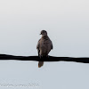 Collared Dove; Tórtola Turca