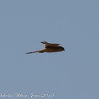 Kestrel; Cernícalo Real