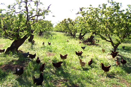 Ako chrániť ovocné stromy pred sliepkami