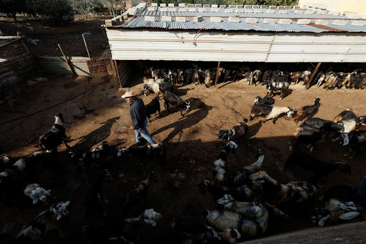 A Lebanese shepherd walks near his livestock in the village of Majdal Selm, near the Lebanese-Israeli border, southern Lebanon. File photo: ALAA AL-MARJANI/REUTERS