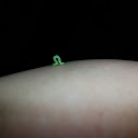 Inch worm