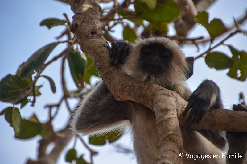 singe chittorgarh