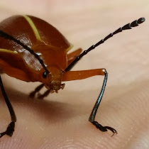 Biodiversidad Archidona Amazónico