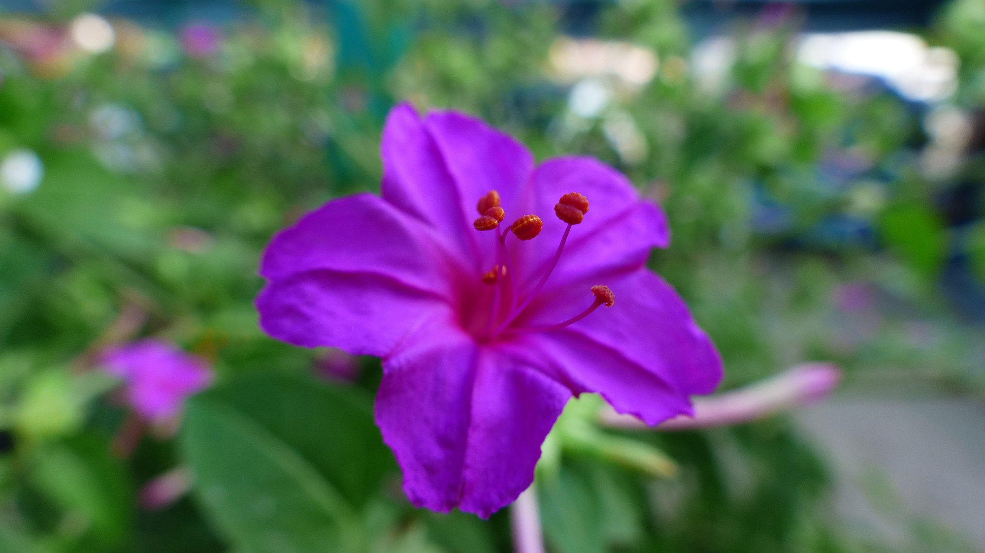 Mirabilis Jalapa di alessandrocolica