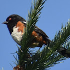 Spotted Towhee