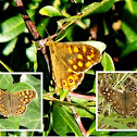 Speckled Wood