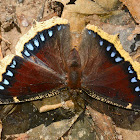 Mourning Cloak