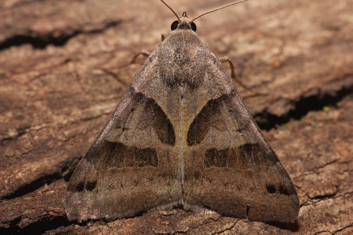 Forage Looper Moth - 8739