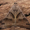 Forage Looper Moth - 8739