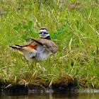 Killdeer